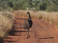 11-Emu walks past at Well 8